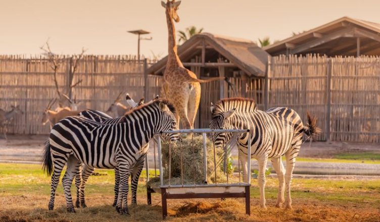 Zebra and Giraffe in Dubai Safari Park