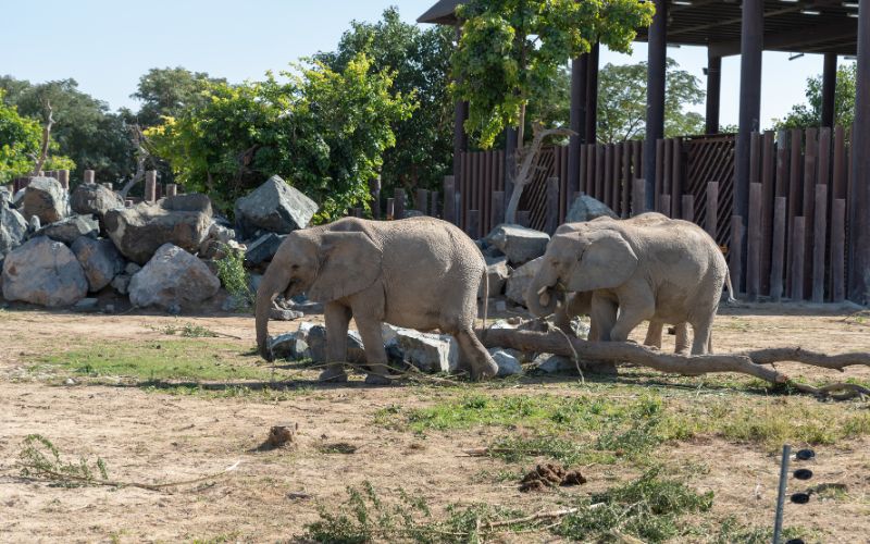 African Elephants