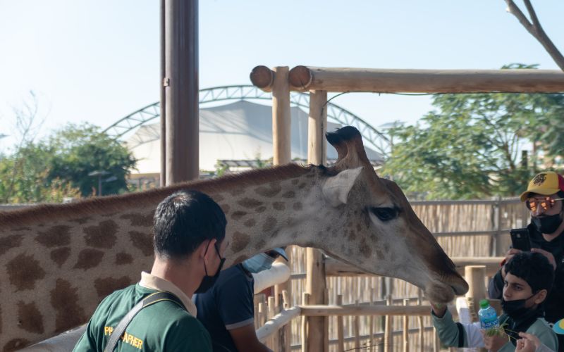 People feeding giraffe in Dubai Safari Park (Dubai Zoo)