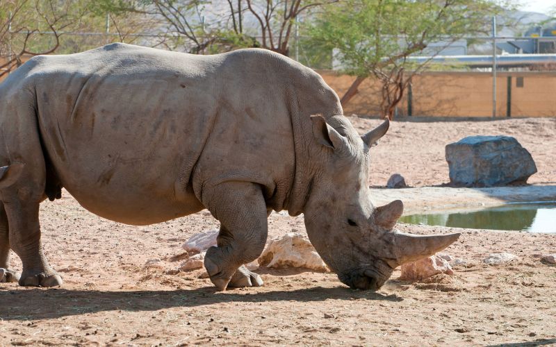 Rino feeding at Dubai Safari Park Rino feeding at Dubai Safari Park