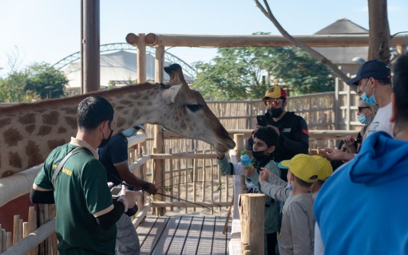 children feeding giraffes at Dubai Safari Park
