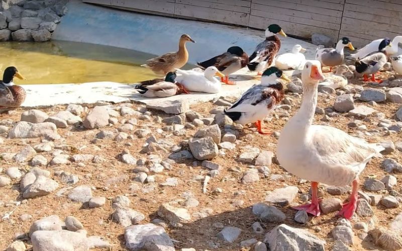 Desert Oasis Petting Farm