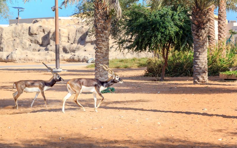 gazelles at Dubai Safari Park