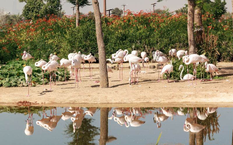 flamingos in Dubai safari park