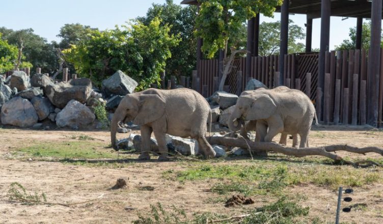 Elephants walking in Dubai Safari Park