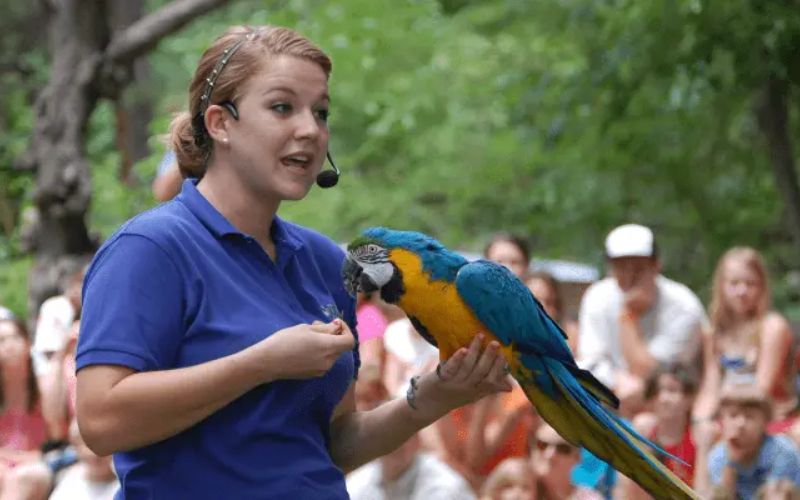 The Bird Show at Dubai Safari Park