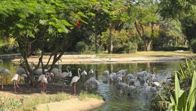 Flamingo at Dubai Safari Park