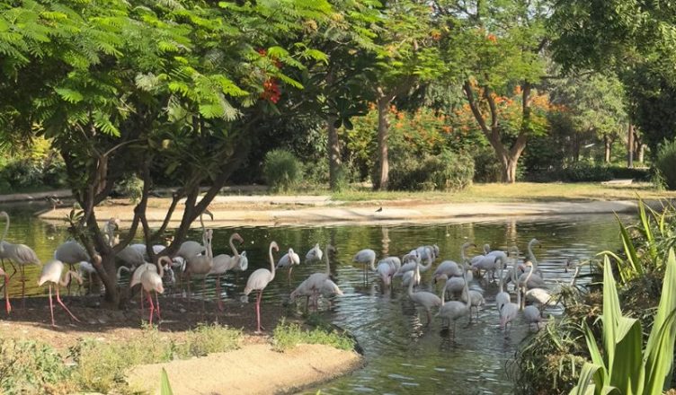 Flamingo at Dubai Safari Park