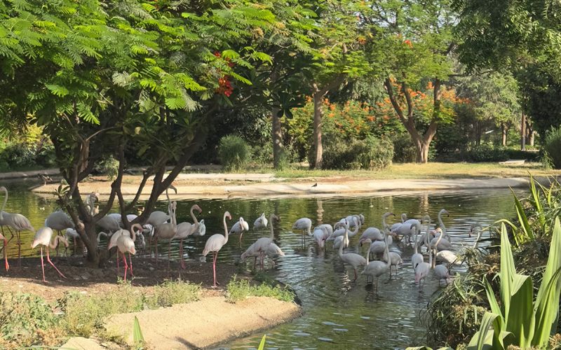 Flamingo at Dubai Safari Park