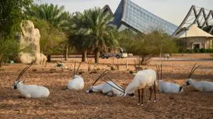 Arabian Desert Safari